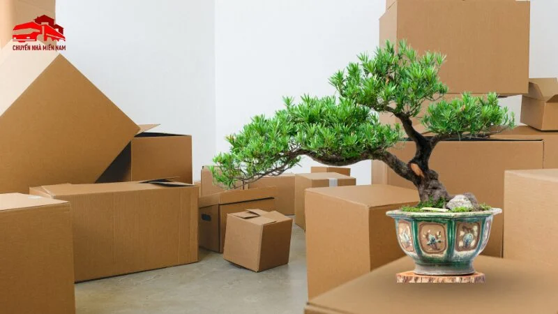 Cách vận chuyển tiểu cảnh mini, vận chuyển bonsai
